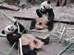 -成都大熊猫繁育研究基地
