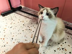 -毛绒耶耶撸宠馆·猫咖·狗咖·荷兰猪咖