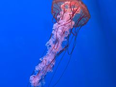 -大连老虎滩海洋公园