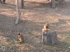 -上海野生动物园