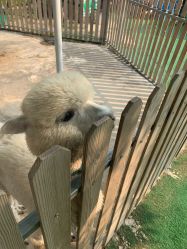 -萌宠亲子动物乐园(槐房万达店)