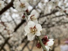 -香雪海