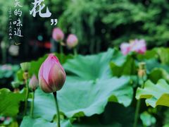 -陈家山荷花公园