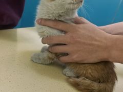-乖乖宠物医院·猫科·急重症中心(车站北路分院)