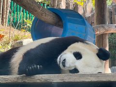 -大连森林动物园