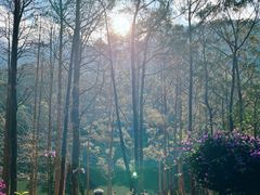 -深圳仙湖植物园