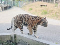 -大连森林动物园