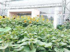 -鲜芋仙(观音桥大融城LG店)