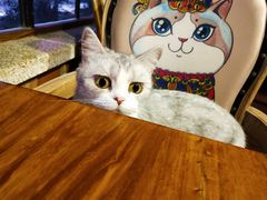 -more than meow吴止猫主题餐厅(承德 中船汇店)