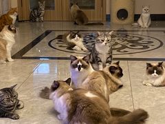 酸奶-有猫儿腻咖啡厅.猫咖