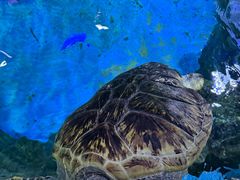 -烟台海昌鲸鲨海洋公园