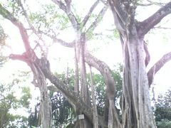 -瑞丽独树成林风景区