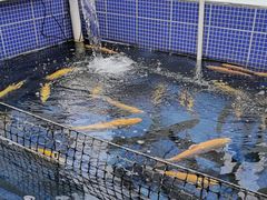 -北京龙庆四季香农家饭庄·灶台鱼·碳烤虹鳟鱼(龙庆峡店)