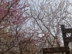 -桃花堤公园