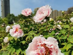-陕西省西安植物园