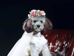 -超宠爱宠物摄影-Super pet