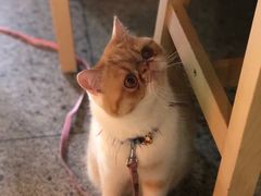 -谷咖啡·鲜花绿植花园餐厅