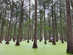 -渌洋湖湿地公园