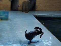 -洛阳龙门海洋馆