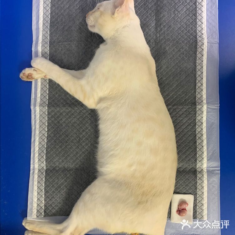 石家庄最良心的宠物医院!