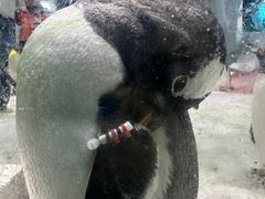 -大连圣亚海洋世界