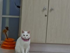 -鼓捣猫呢主题猫咖店