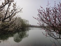 -泗洪洪泽湖湿地景区