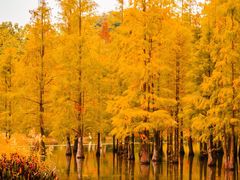 -白鹭湾湿地公园