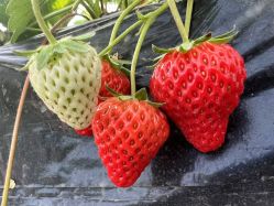 -蓝呗呗蓝莓草莓采摘园(通州区马驹桥店)