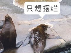 -大连老虎滩海洋公园