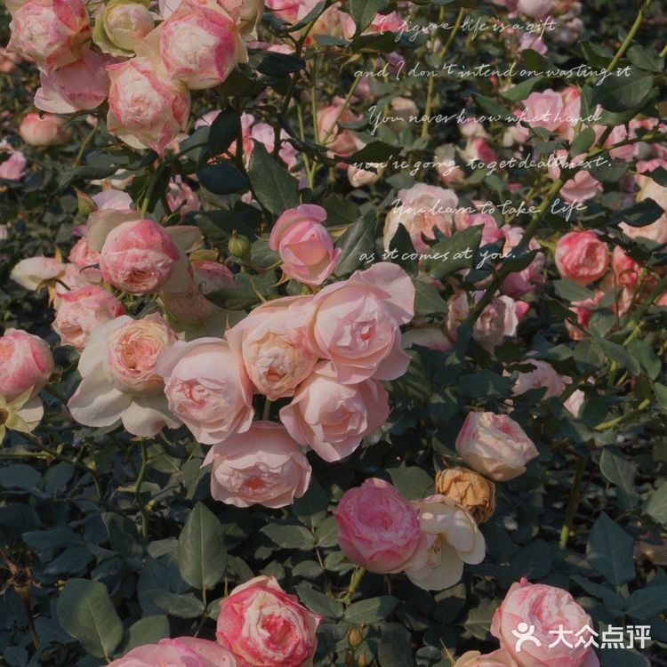 深圳花海公园⛲️|如油画般的月季花悄悄开了🌹