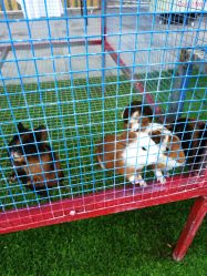 -萌宠亲子动物乐园(槐房万达店)