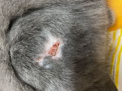 -芭比堂动物医院·犬猫全科·异宠专科(雁塔分院)