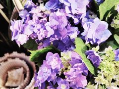 -双季花艺园艺市场(浦东店)