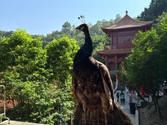 -南沙天后宫景区