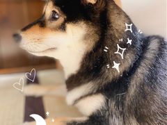 -逗柴咖啡屋·狗咖猫咖宠物桌游
