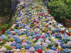 -上海共青森林公园