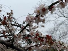 -香雪海