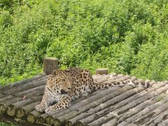 -西霞口神雕山野生动物世界