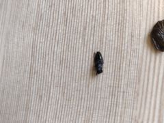 -王家沙点心店(万航渡路店)