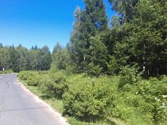 -五营红松林海景区