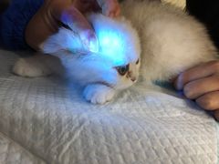 -飞行喵MR PILOT|猫舍·猫咖(静安大融城店)