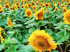 -长白岛森林公园