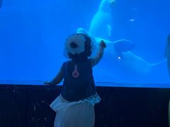 -海合安成都极地海洋公园