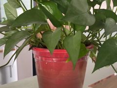 -开口笑·精选水饺