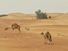 -迪拜沙漠冲沙