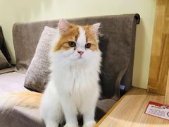 -猫和宫(六道口店)