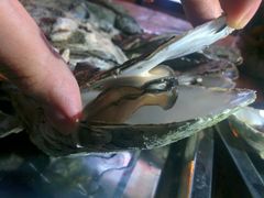 android_upload_pic-八一湛江生蚝(文明东路总店)