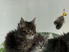 -青奢宠物·青奢猫舍