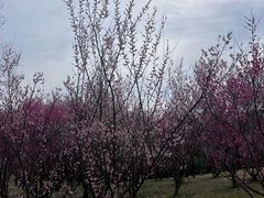 -蜀冈西峰生态公园